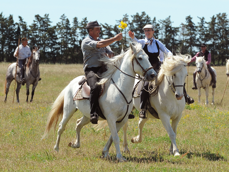 Séjour CE Camargue