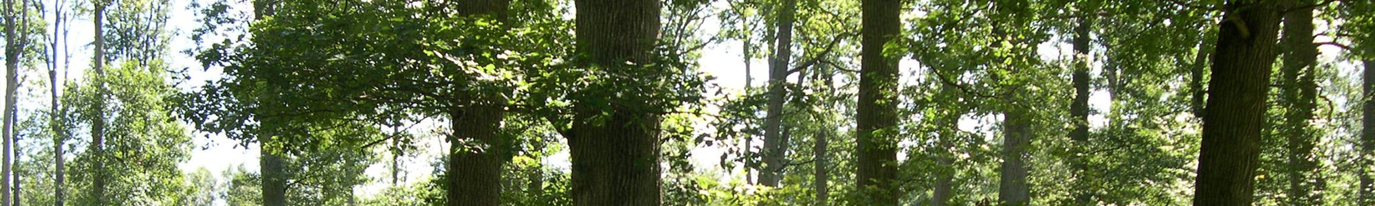 header à propos