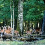 Séminaire Environnement et survie à Rambouillet