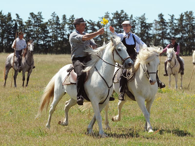 Séjour CSE Camargue