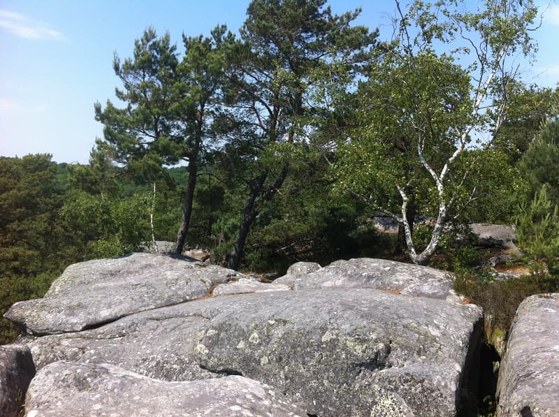 Les bonnes raisons d’organiser votre séminaire nature à Fontainebleau