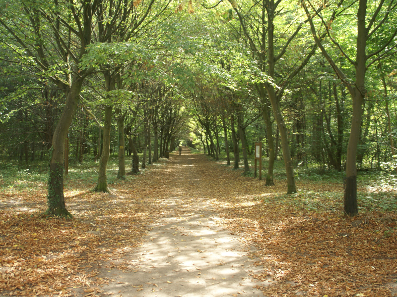 Pourquoi choisir la forêt de Chantilly pour votre team building ?