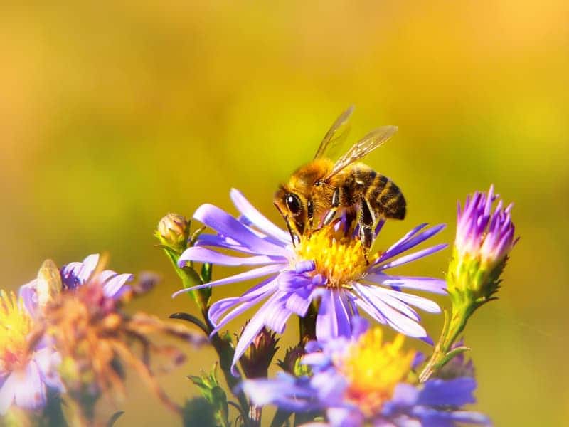 biodiversité entreprise