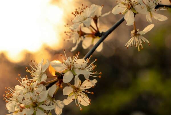 Fleurs-printemps