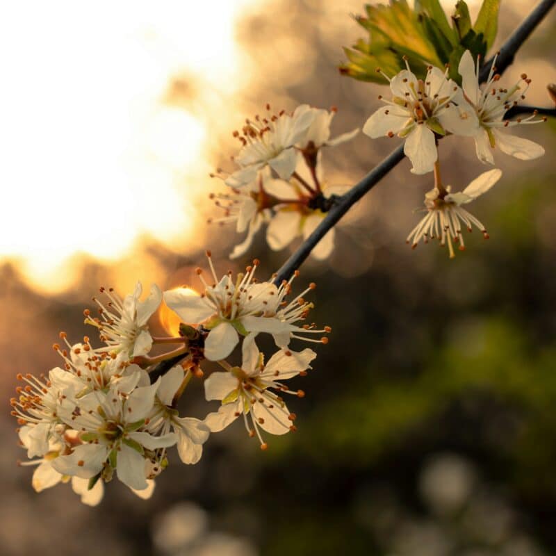 Fleurs-printemps