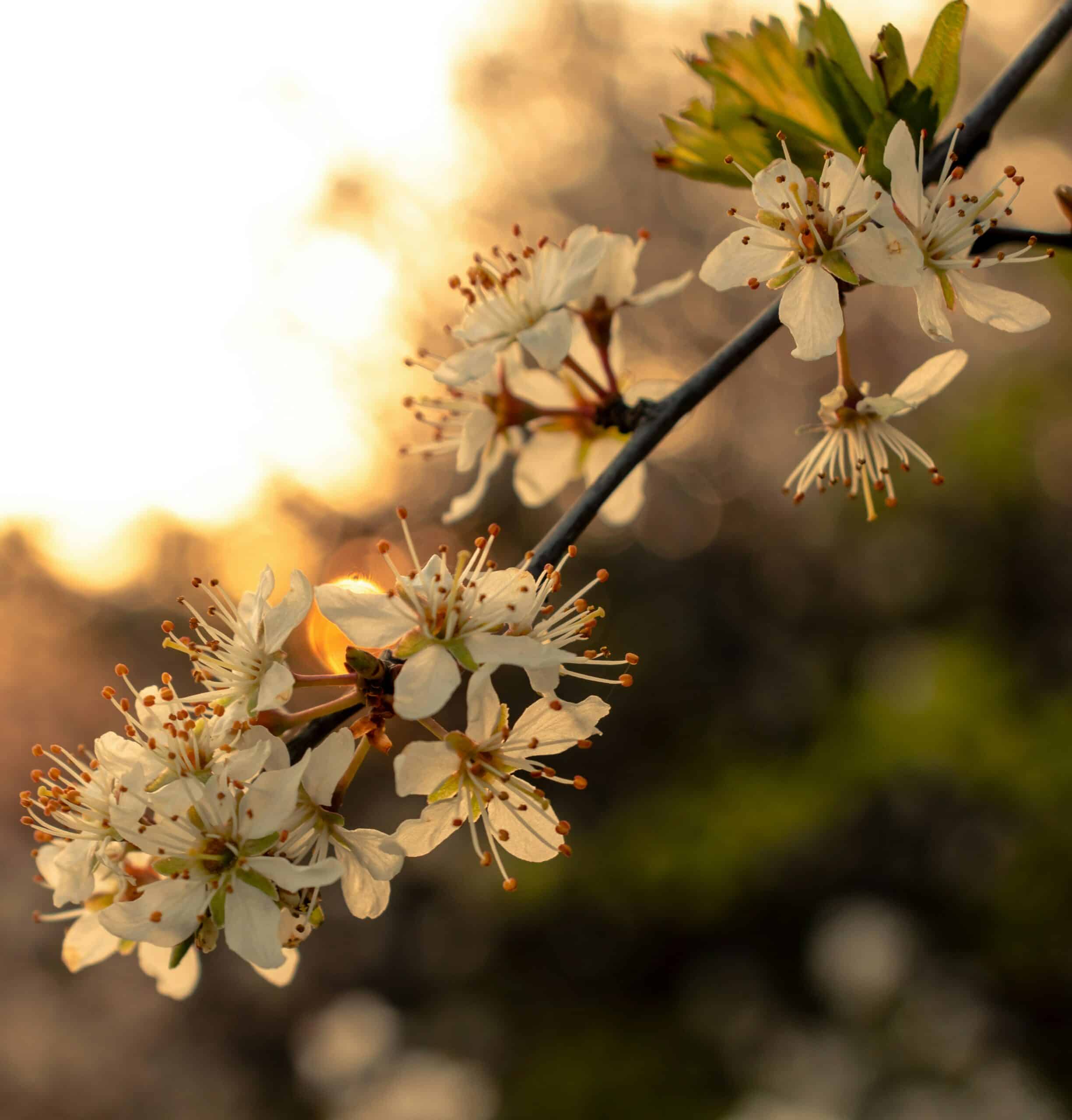 L’éveil du printemps : les mécanismes naturels